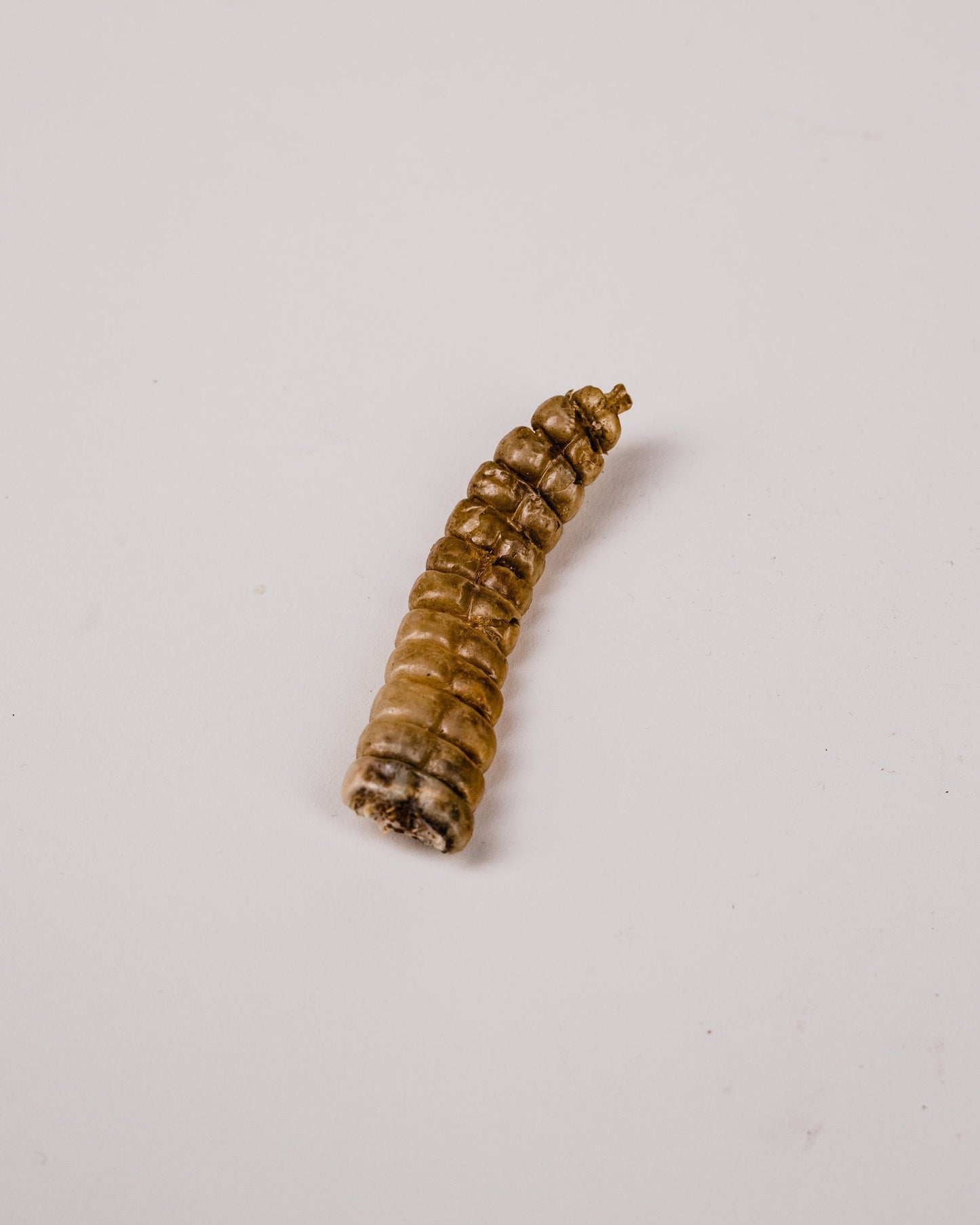 1940s Rattlesnake Rattle