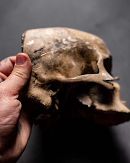 Rare Movie-Prop Plaster Skull