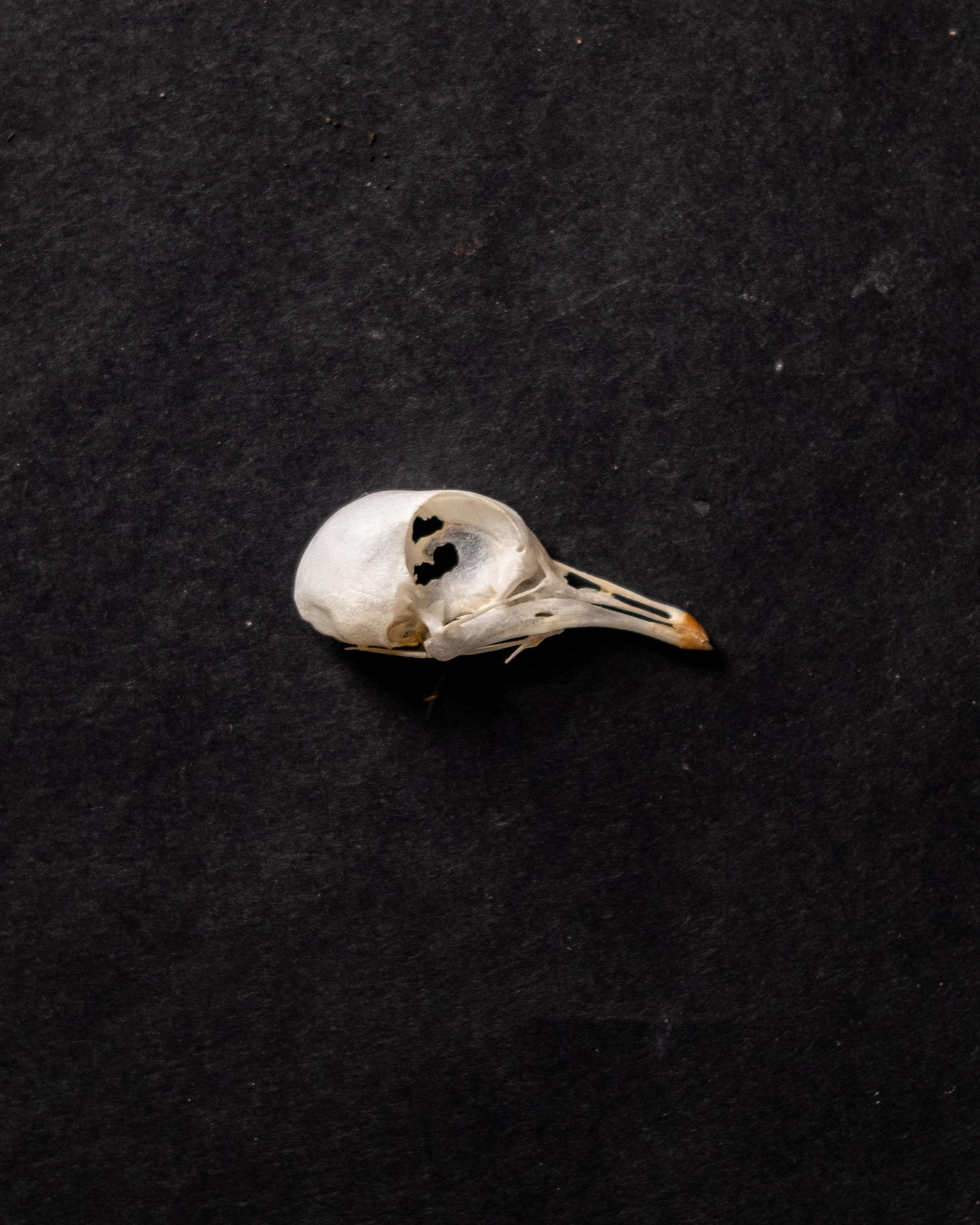 早期鸽子头骨标本剥制术