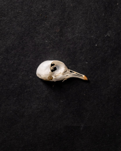 早期鸽子头骨标本剥制术