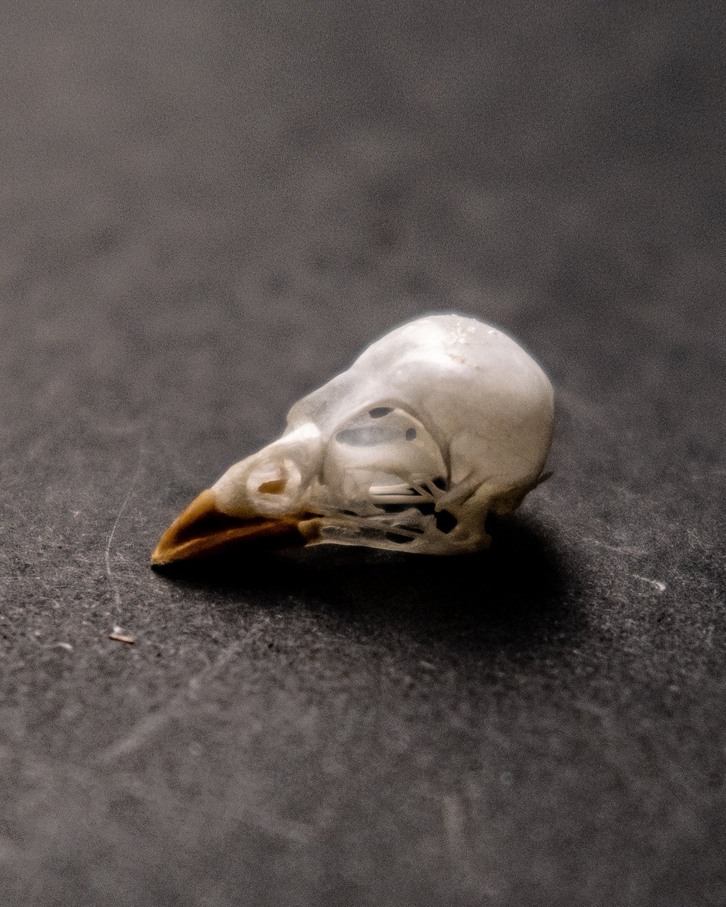 Vintage French Swallow Skull