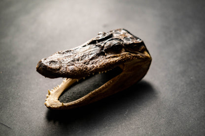 1960's Crocodile Head Taxidermy