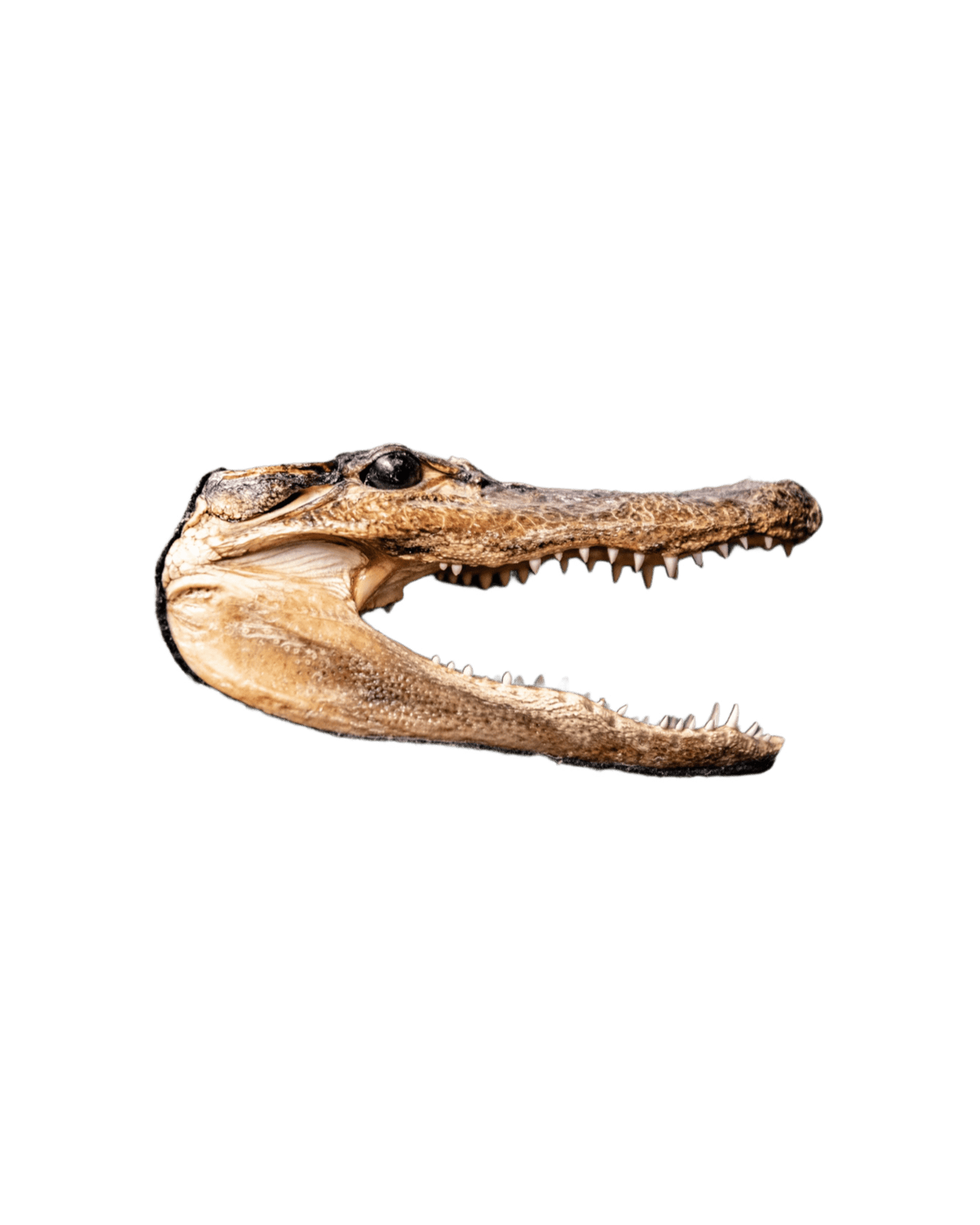 1960's Crocodile Head Taxidermy