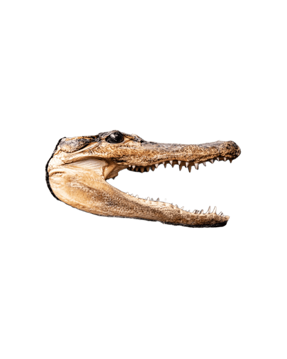 1960's Crocodile Head Taxidermy