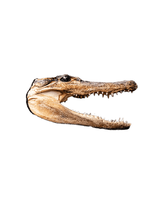 1960's Crocodile Head Taxidermy