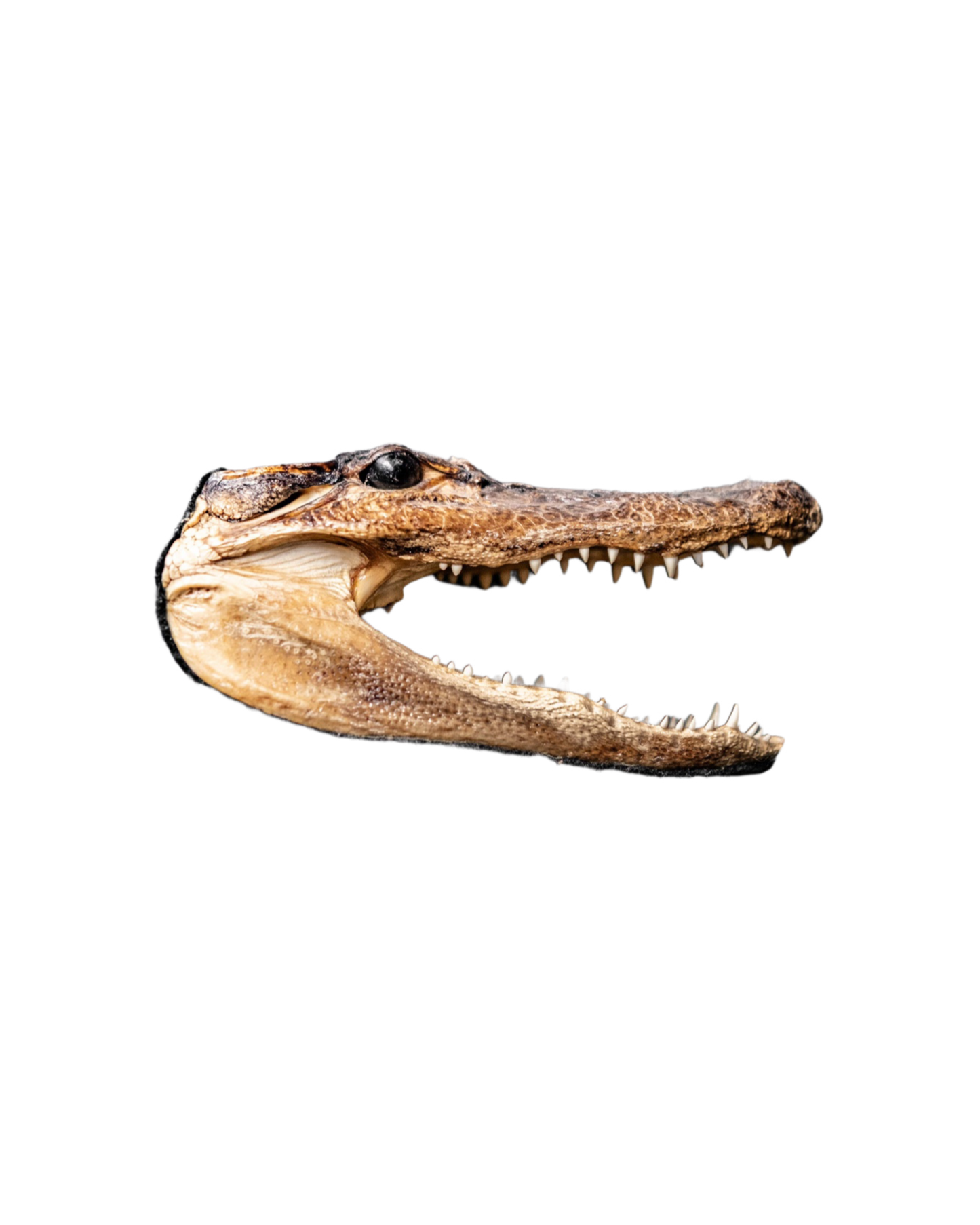 Taxidermia con cabeza de cocodrilo de los años 60