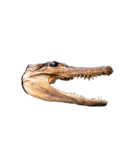 Taxidermia con cabeza de cocodrilo de los años 60
