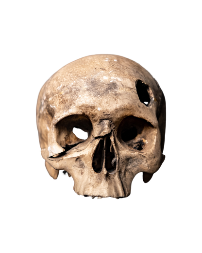 Cráneo de yeso poco común como accesorio de película