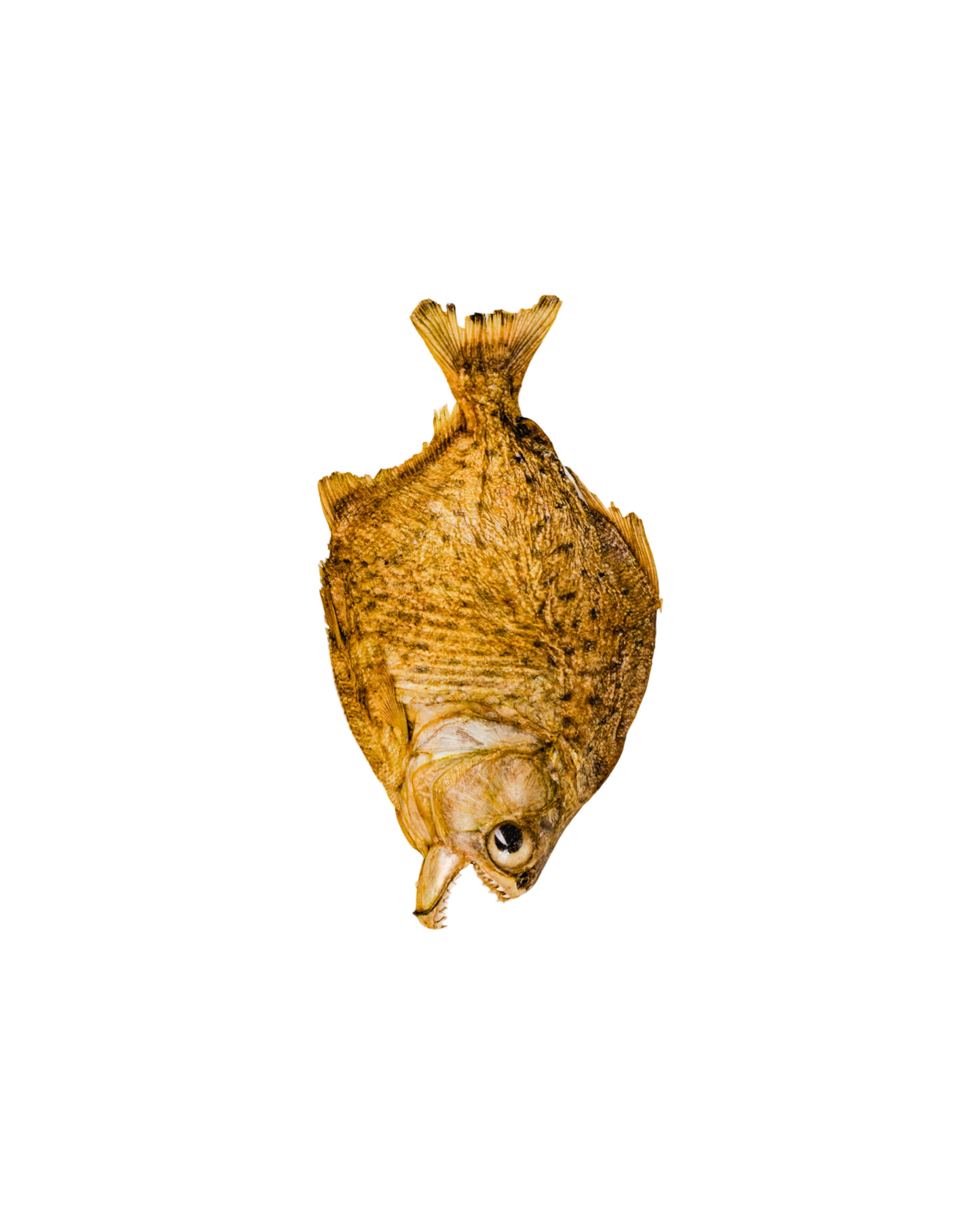 Piraña taxidermia francesa