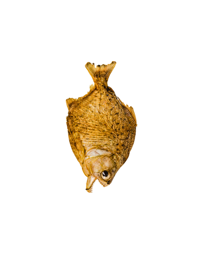 Piraña taxidermia francesa