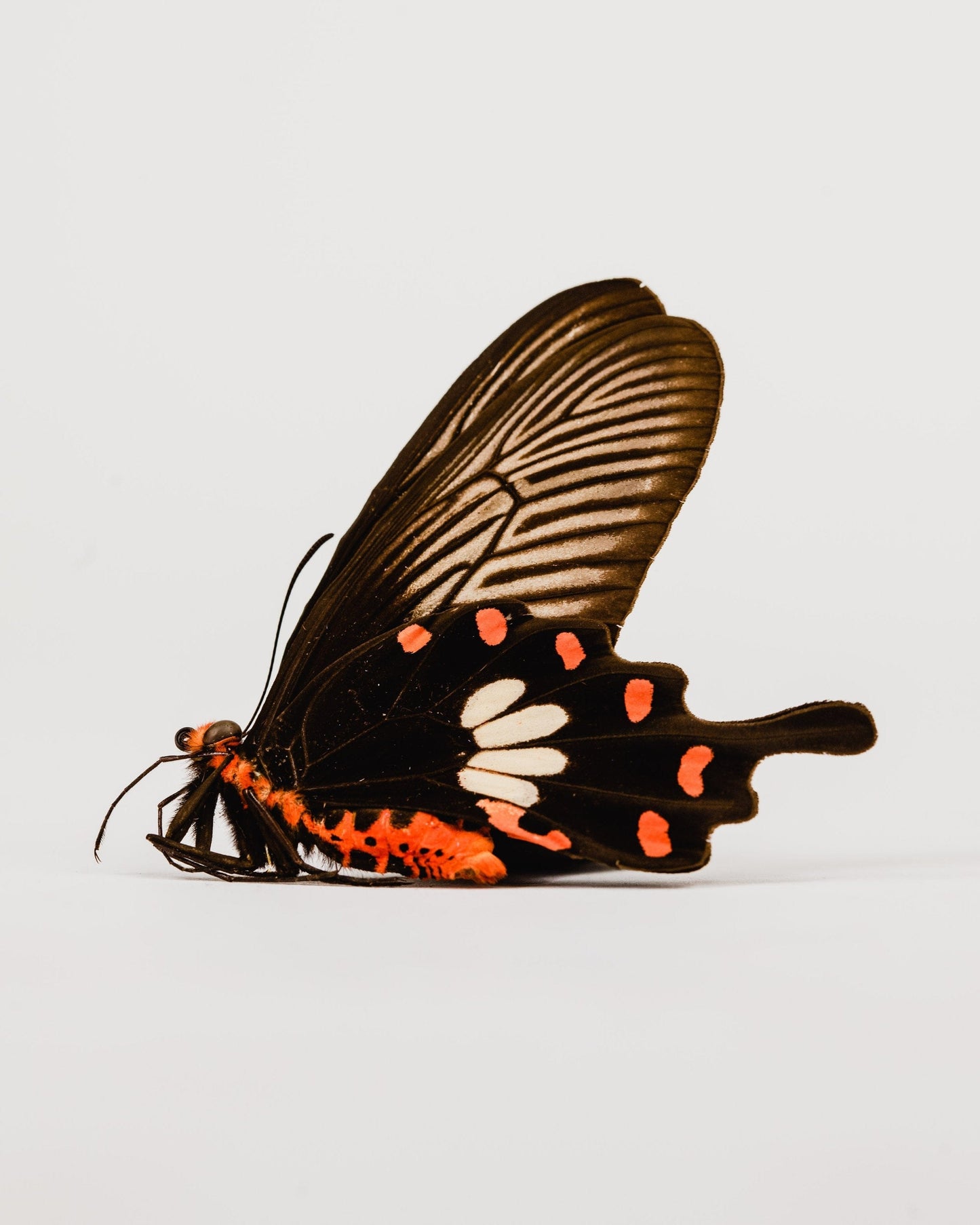 Early 1900s French Museum Collection Butterflies