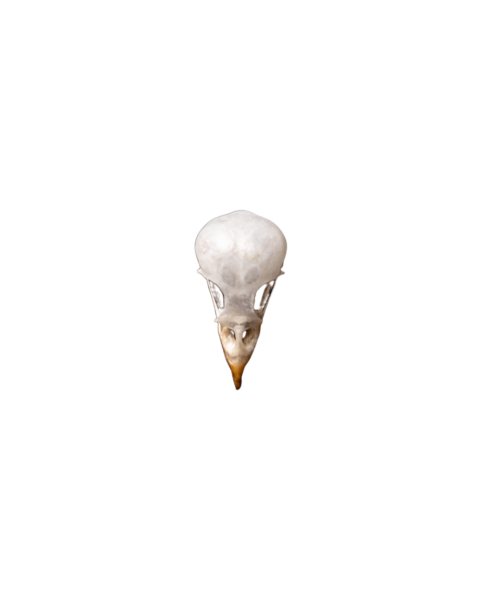 Vintage French Swallow Skull